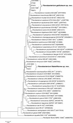 Flavobacterium flabelliforme sp. nov. and Flavobacterium geliluteum sp. nov., Two Multidrug-Resistant Psychrotrophic Species Isolated From Antarctica